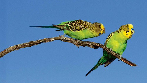 Budgies featured.jpg