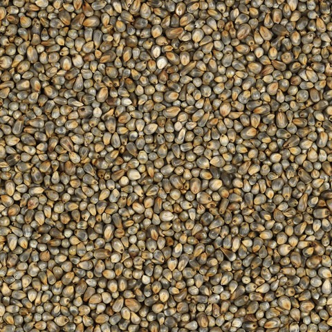 500 bajra pearl millet flipkart.jpg