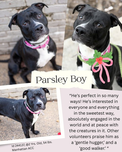 G uYfRRaQAAhtdC?format=png.png