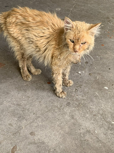 G 1ZkQdW8AAg6b2?format=jpg.jpg