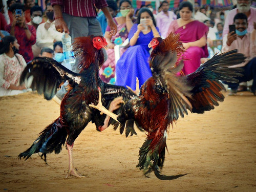 G 12d86bsAAb769?format=jpg.jpg