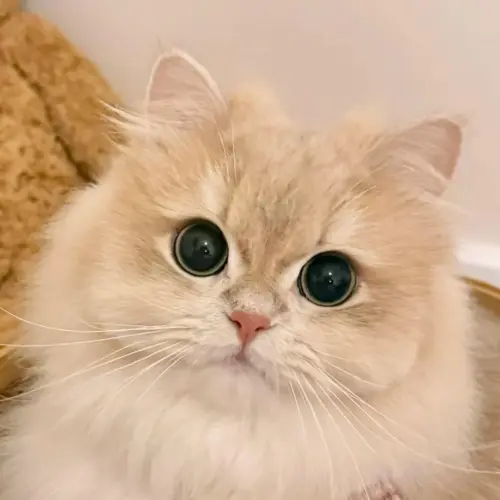 IMG 20251116 214014 499.webp