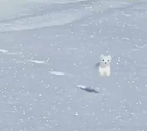 7bs3 0 1r4MRoWGL.jpg