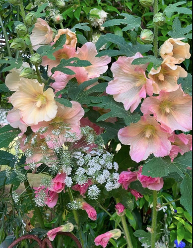 G 7CeeaXcAAH4mK?format=jpg.jpg