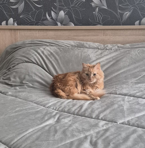 G 5U XlWoAAsDSH?format=jpg.jpg