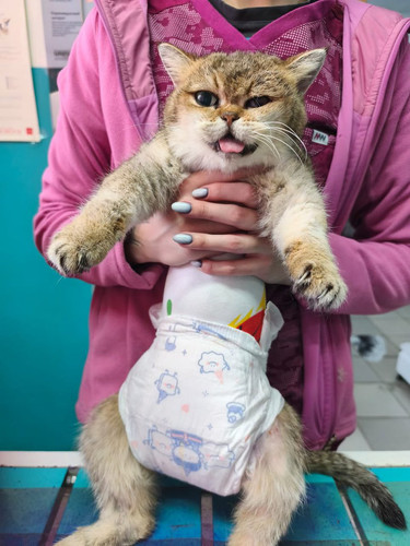 G 7PaCjXEAE9Fjm?format=jpg.jpg