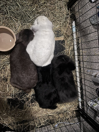 G 8YNBAXoAAsSfF?format=jpg.jpg