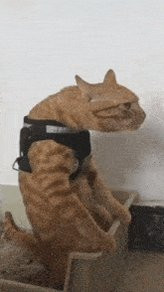 G 7cCW6XsAASzf3.jpg