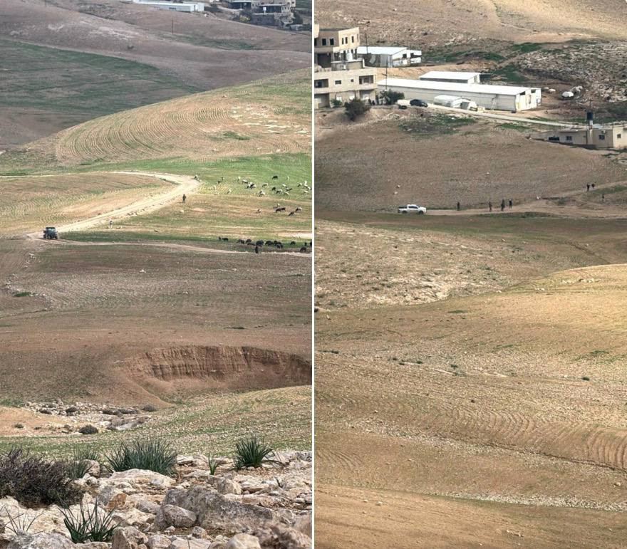 صور | مستوطنون يتلفون محاصيل زراعية للمواطنين من خلال رعيها بأغنامهم غرب قرية النجادة / الكعابنة في بادية جنوب الخليل....