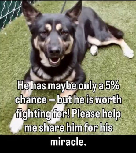 G 09SmmWoAAdFQs?format=jpg.jpg