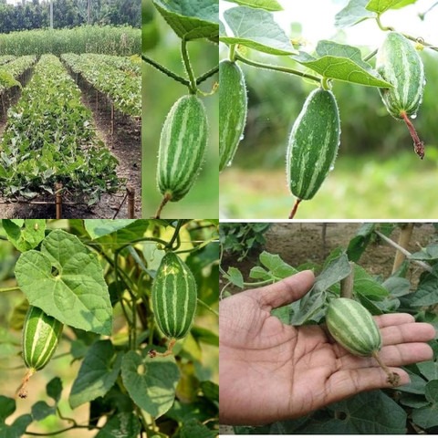 27 potol seed ibains original im.jpg