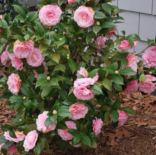 61OSRq9NFHL. AC UF1000 1000 QL80.jpg