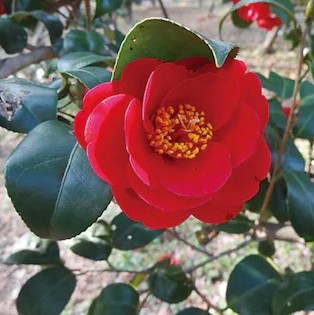 online plant bazar red camellia.jpg
