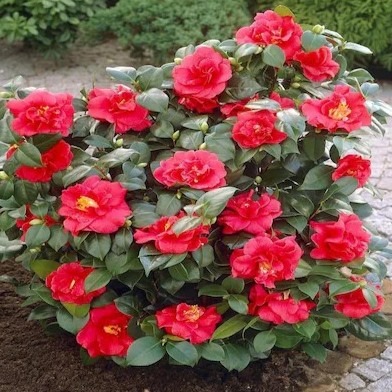 online plant bazar red camellia.jpg