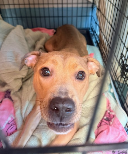 G 4MD3nXcAEr9wC?format=png.png