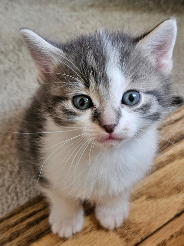 cat 1768687896 7987274.jpg
