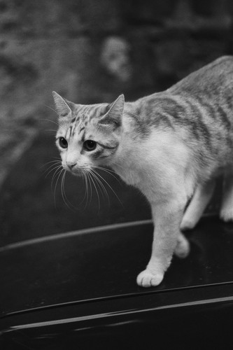 cat 1768687896 7573841.jpg