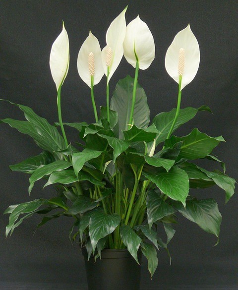 peace lily live natural plant po.jpg