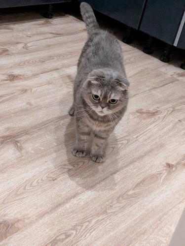 G 4aE6UXIAIIeil?format=jpg.jpg