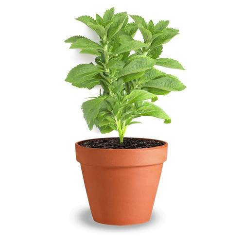 stevia plant.jpg