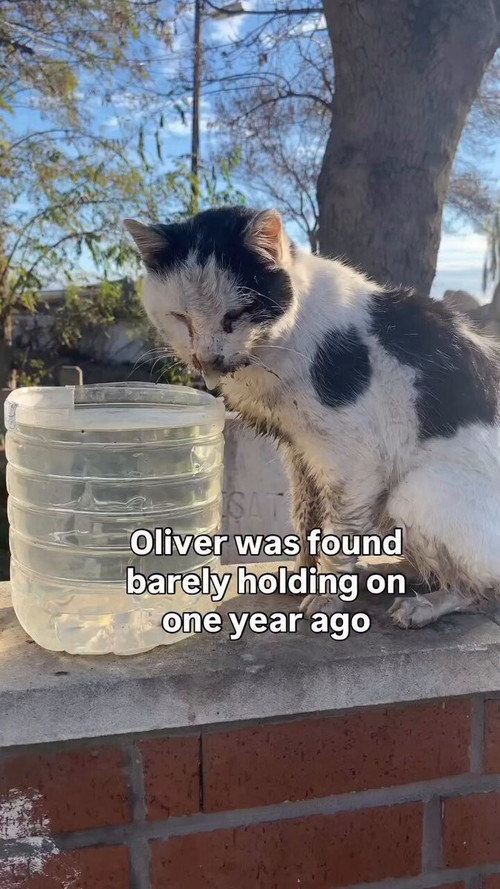 6eT6wKTJ9WWf gZJ.jpg