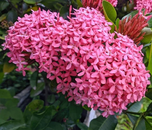 81JyQ OCcJL. AC UF1000,1000 QL80.jpg