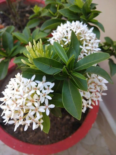 61g085zfMIL. AC UF1000,1000 QL80.jpg