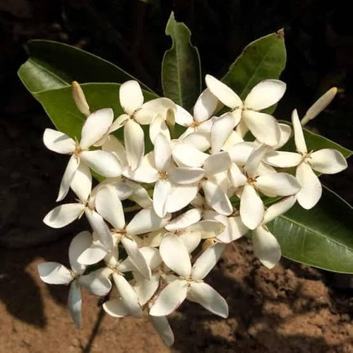 51b0czJAGwL. AC UF1000,1000 QL80.jpg