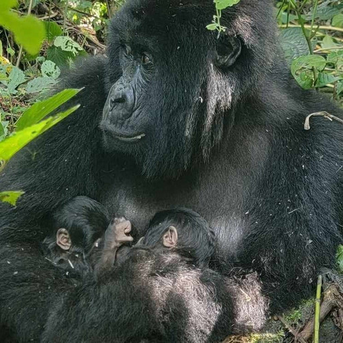 G 35tTbWEAAZxfF?format=jpg.jpg