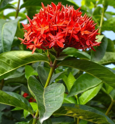 619t JjwfBL. AC UF1000,1000 QL80.jpg