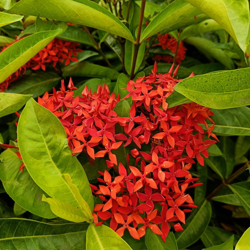 singapuri ixora red plant vgr ga.jpg