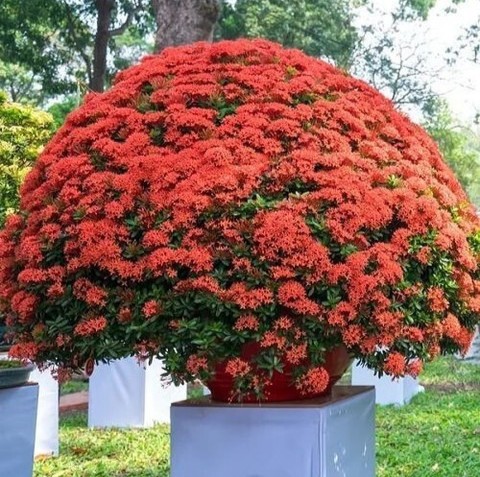 no perennial yes live west india.jpg