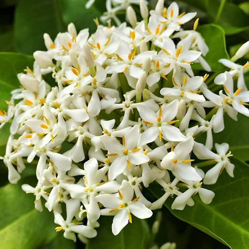 814Z20b0URL. AC UF1000,1000 QL80.jpg