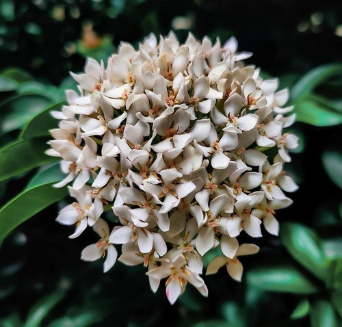 no perennial yes trothic ixora c.jpg