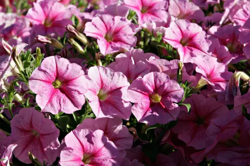 flowers garden petunia.webp