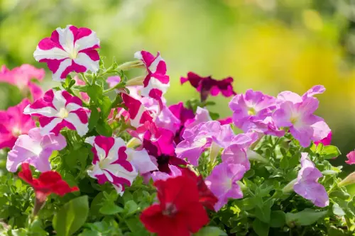 Cheerful Colourful Petunia Flowers growing in garden 0 1200.jpg.webp