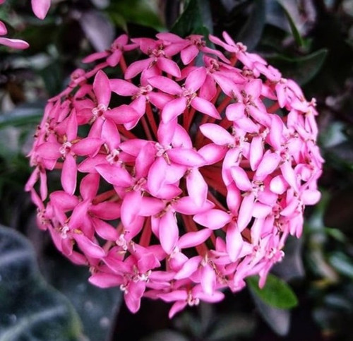 81vJbsYrs L. AC UF1000,1000 QL80.jpg