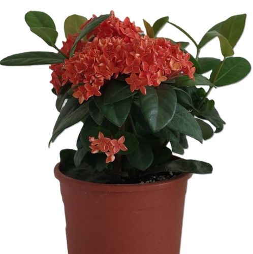 81tDR70701L. AC UF1000,1000 QL80.jpg