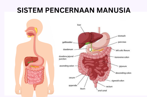 Screenshot 2024 07 30 085834.png