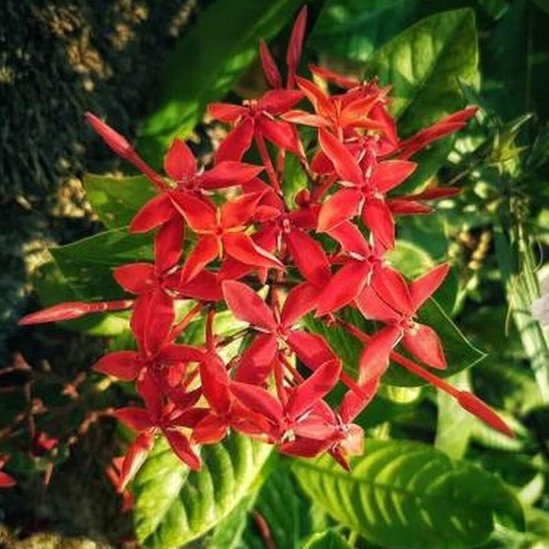 cloud farm trothic ixora chethi.jpg