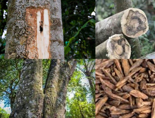 71OJ5RnZ67L. SL1200 .jpg