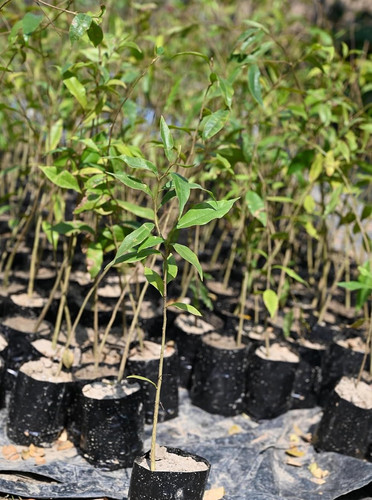 81uDDUuEV5L. SL1500 .jpg