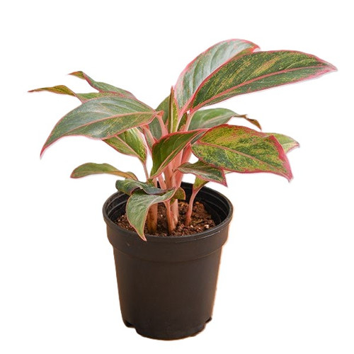 nurserylive aglaonema siam auror.jpg