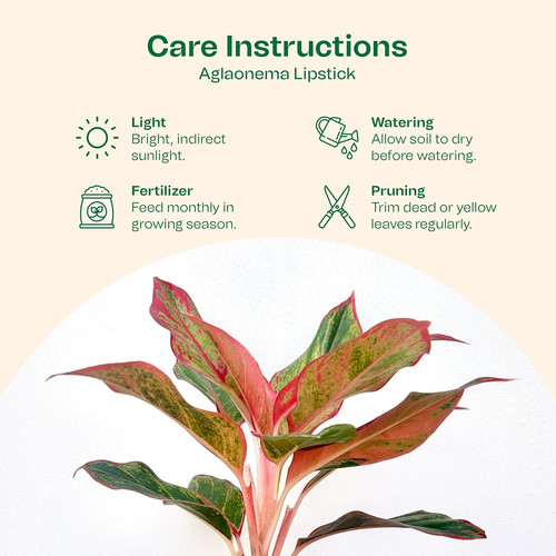 81eIYMz7+uL. SL1500 .jpg