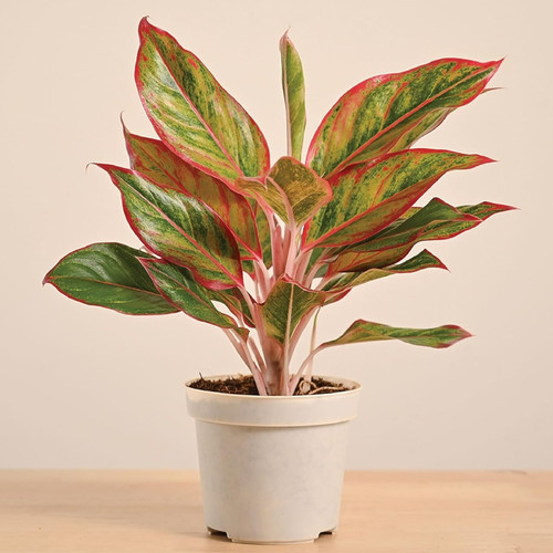 81LAVXcQ73L. SL1500 .jpg