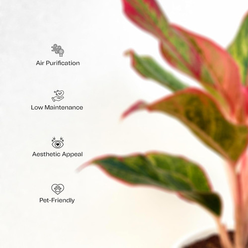 716 w7TRSjL. SL1500 .jpg