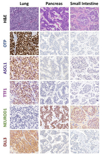 G 3 YHWsAExadD?format=jpg.jpg