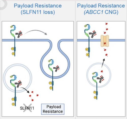 G 3cgqiXMAA33Cf?format=jpg.jpg