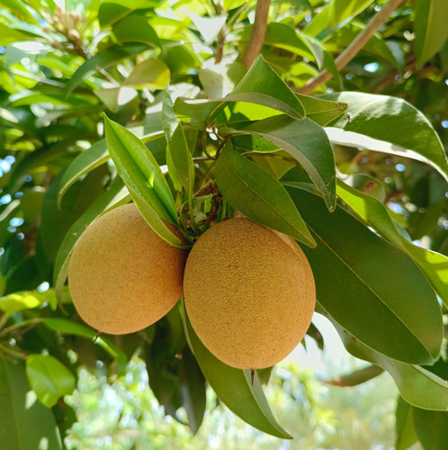 pexels pixybay 20513320.jpg