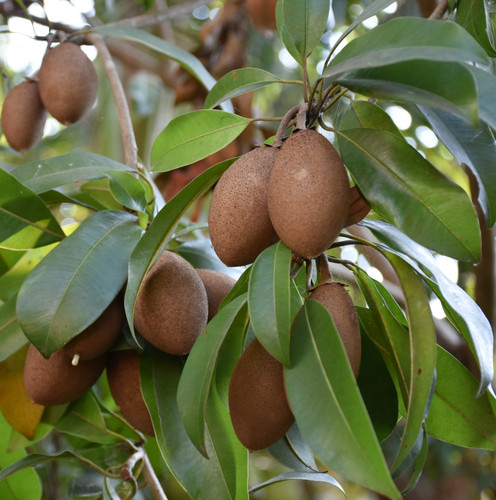 vecteezy manilkara zapota commonly known as sapodilla sapota 18951984.jpg